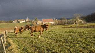 Cheval de couleur alezan en mouvement dans une pâture au ciel ombragé