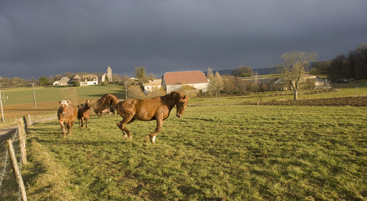 Cheval de couleur alezan en mouvement dans une pâture au ciel ombragé